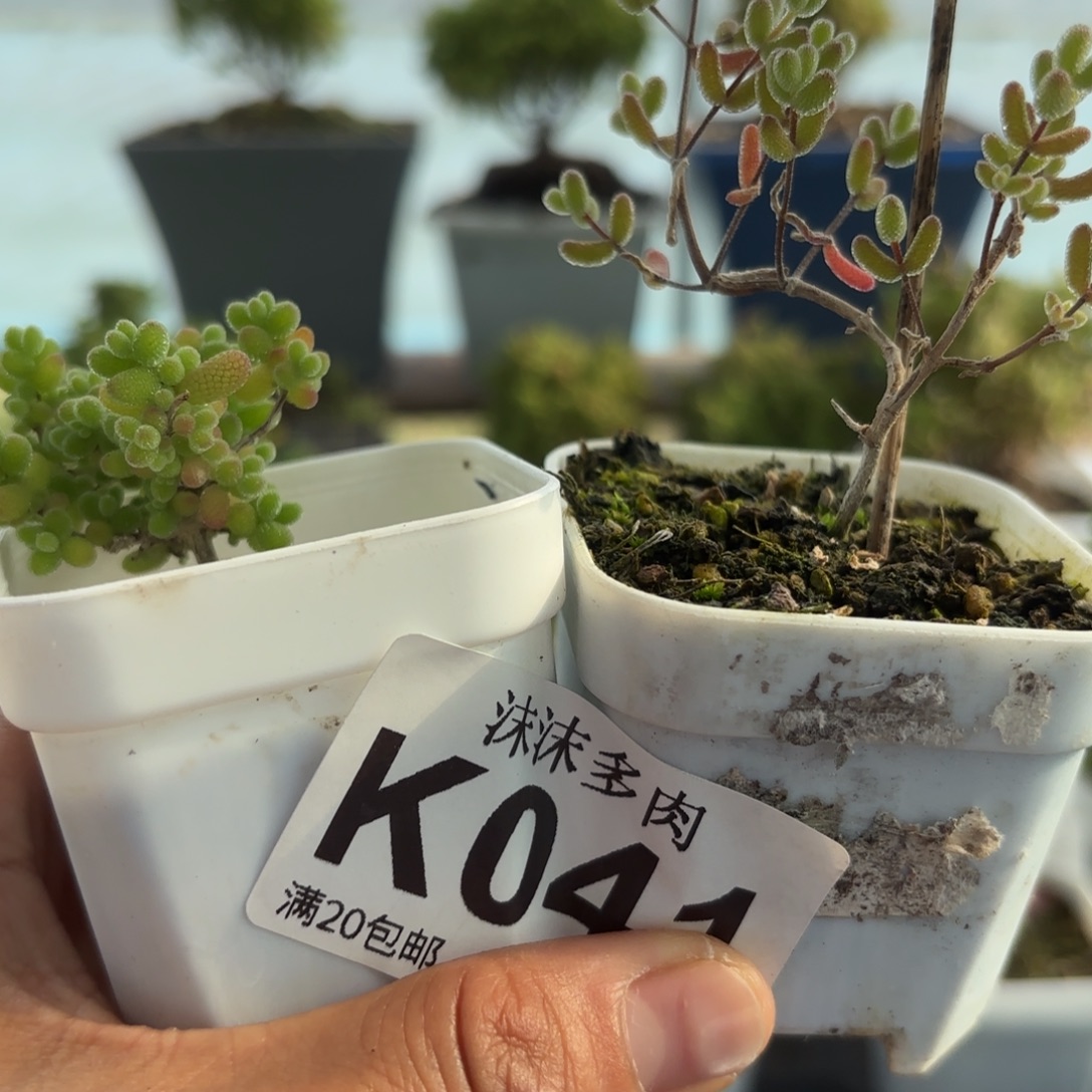 041蜜橘和冰糖组合