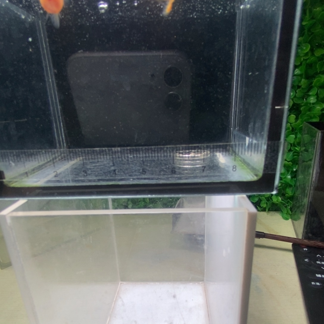 孔雀鱼蕾丝玻璃猫白字球体一对