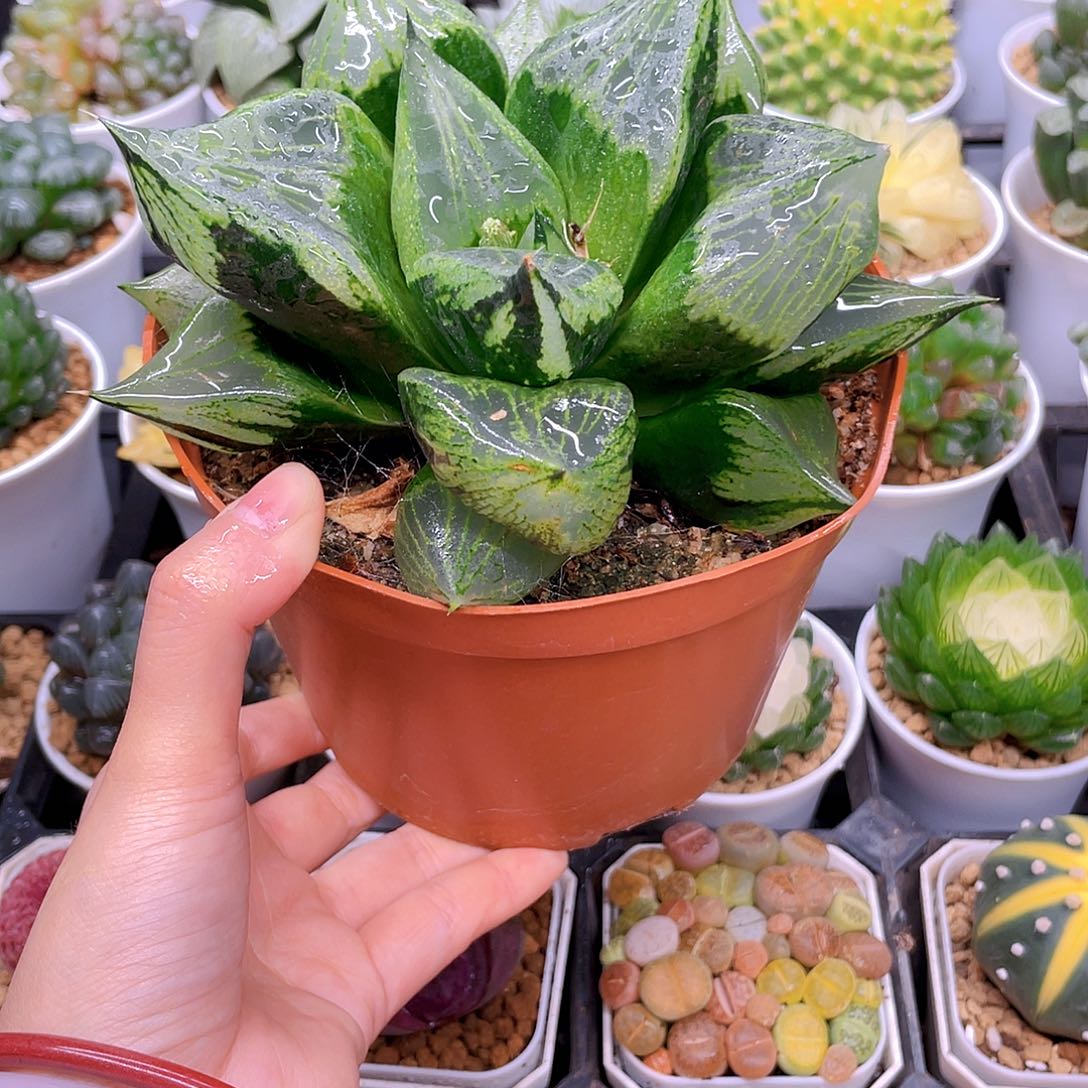 巨大话母本裹般若