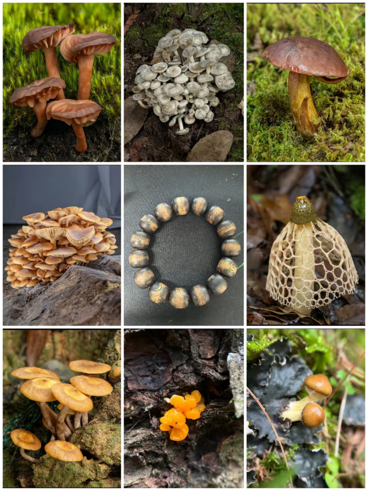 【中越收好货】C0201