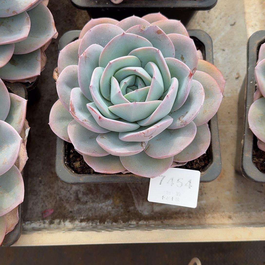 吴***7454号布鲁蓝多肉