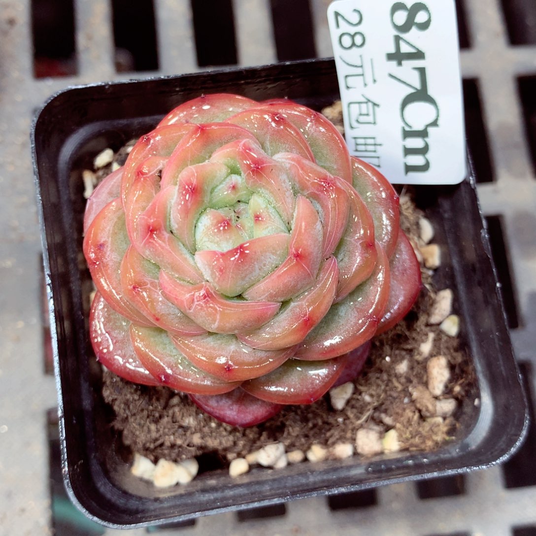 5厘米盆精控多肉847