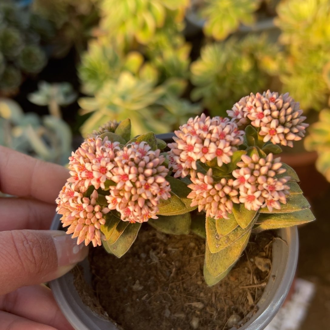 多肉植物多肉植物