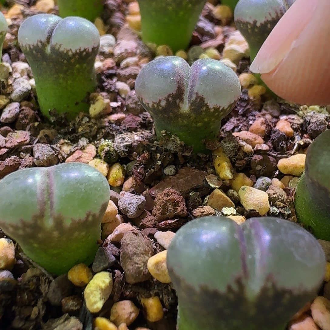 65号单头风铃一物一拍1.1