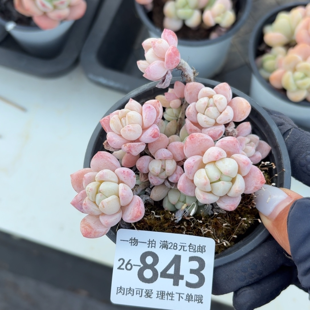 粉香水无盆土发货