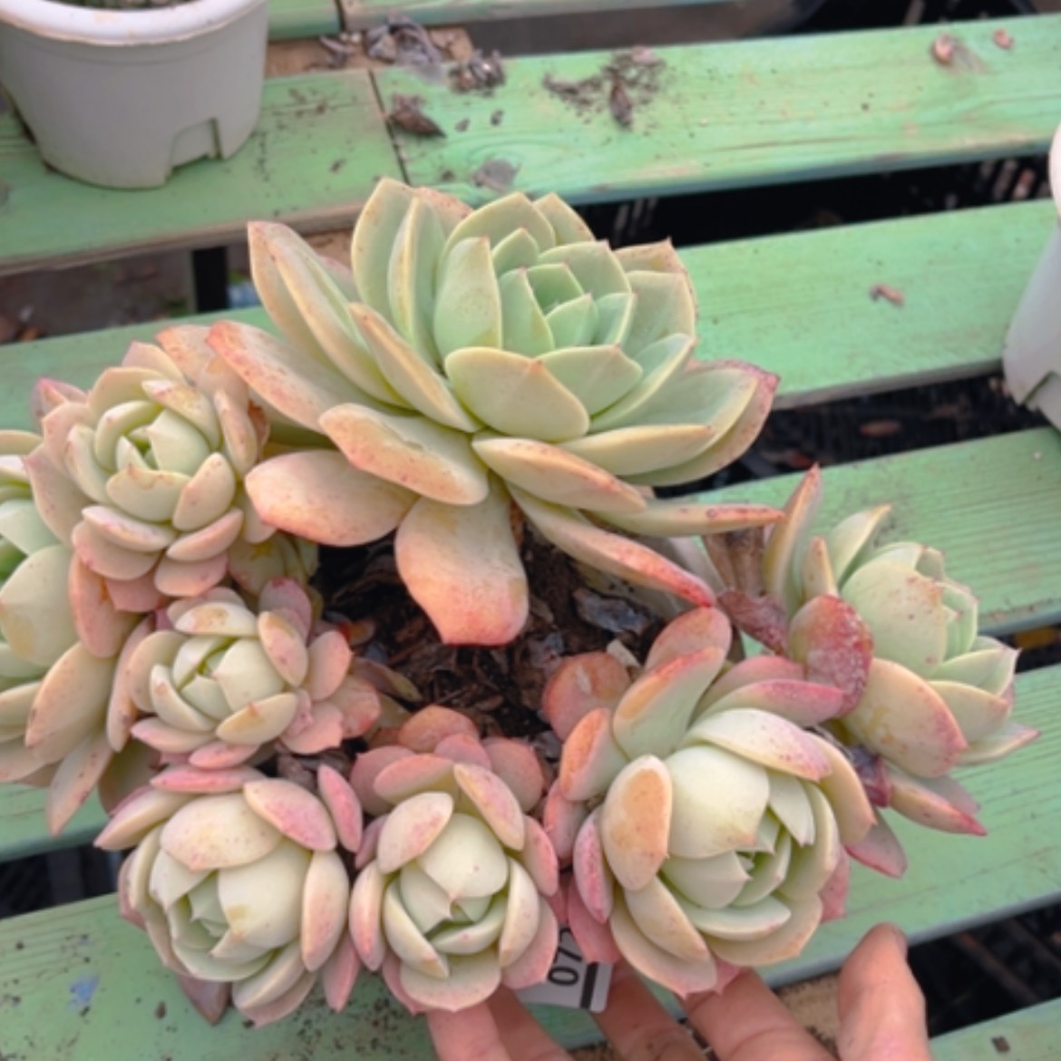 【闪购商品】恋曲0720