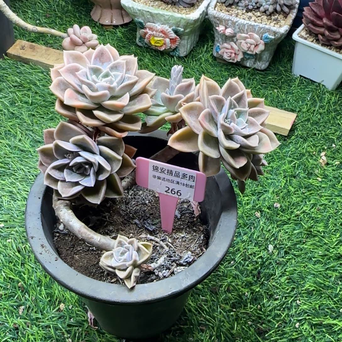 锦安精品多肉植物266