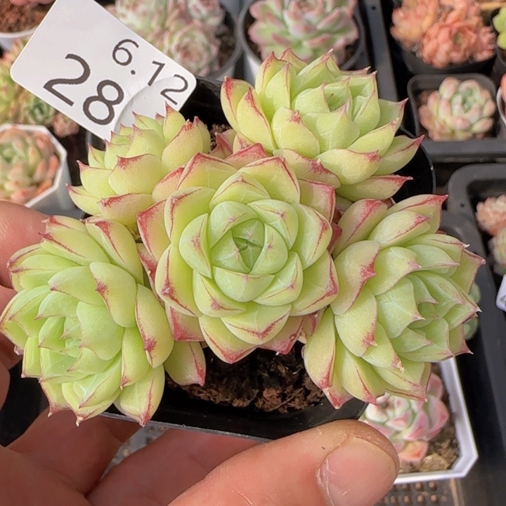 绿体边线女王五头群