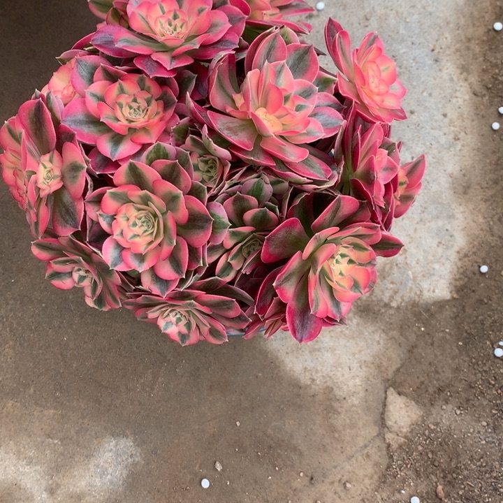 715粉女巫多肉植物