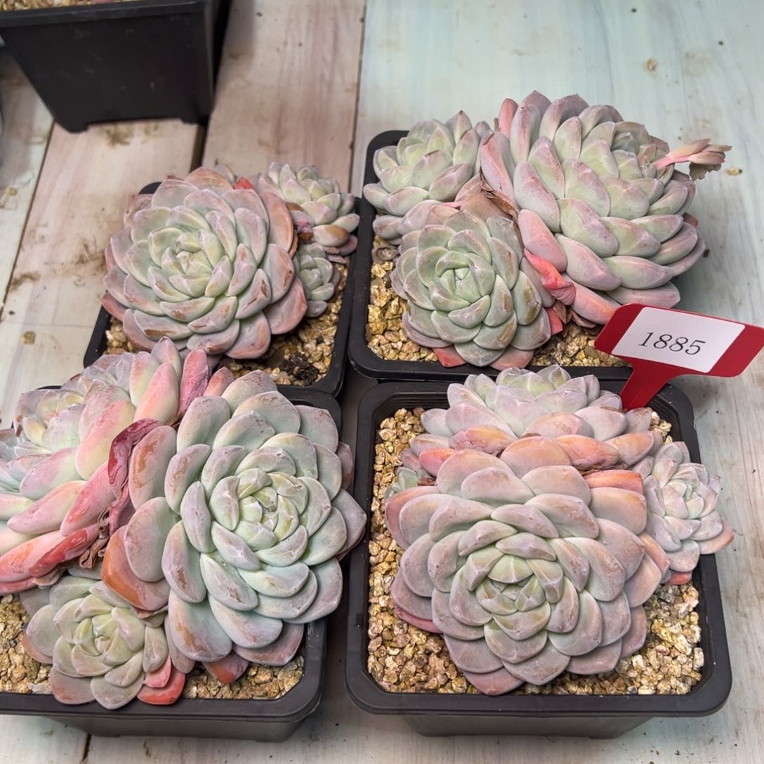 1885量拍，肉多么多么多么