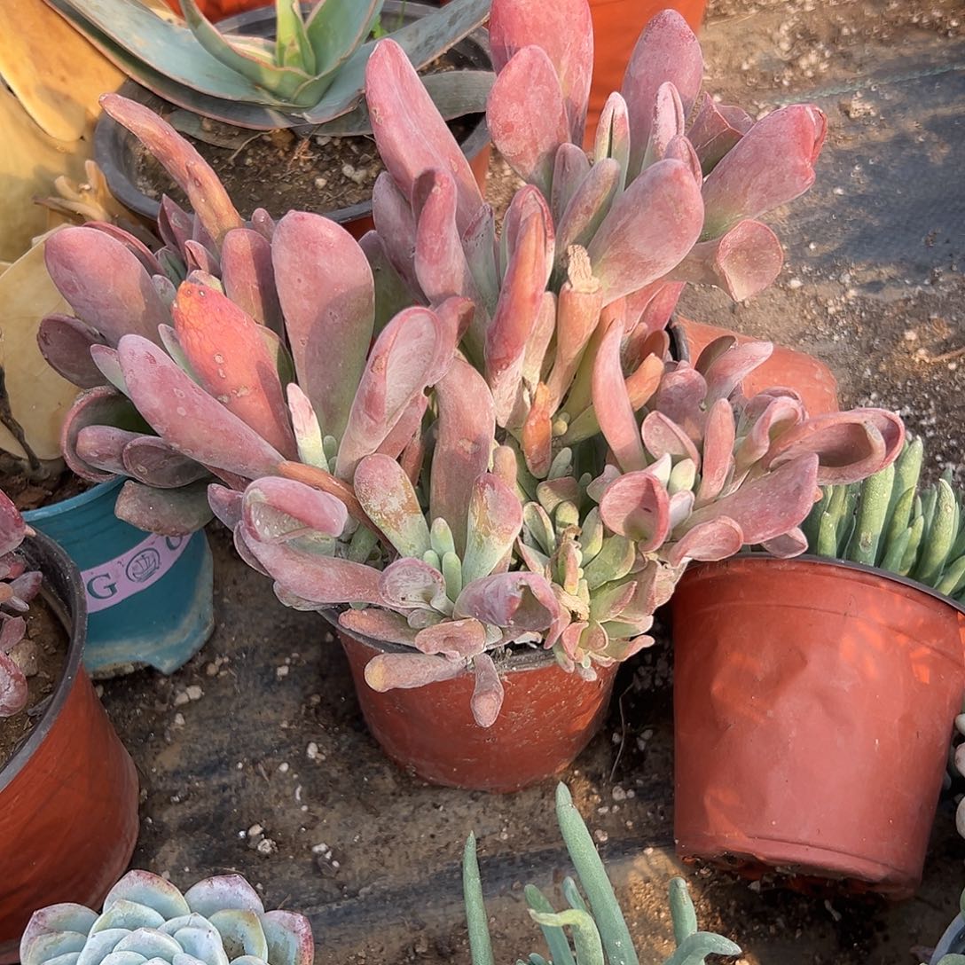 多肉植物火狐狸群