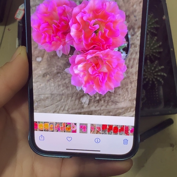 仙人球彩草侧芽歪g4132