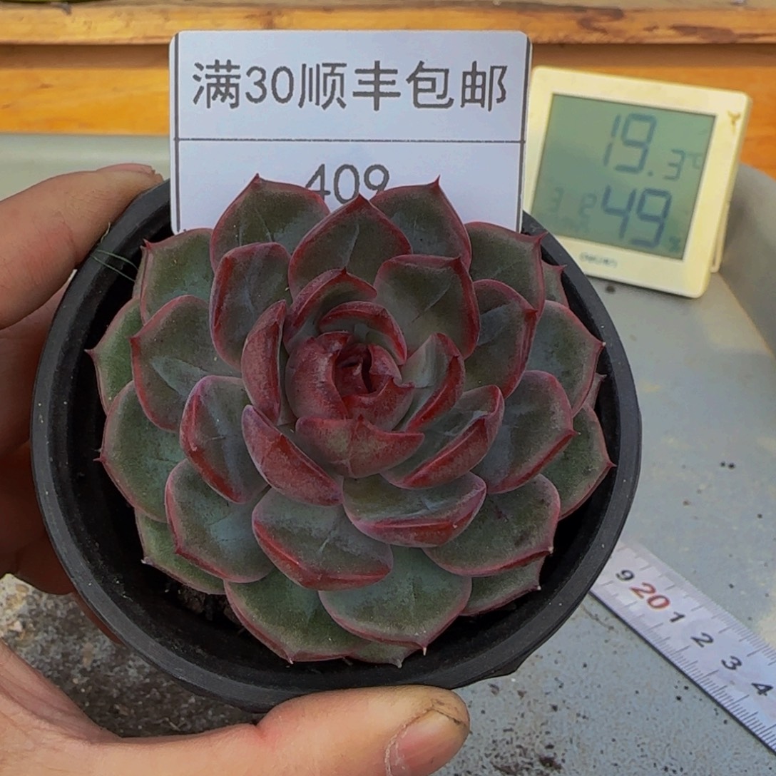 409蓝莓多肉单头8cm