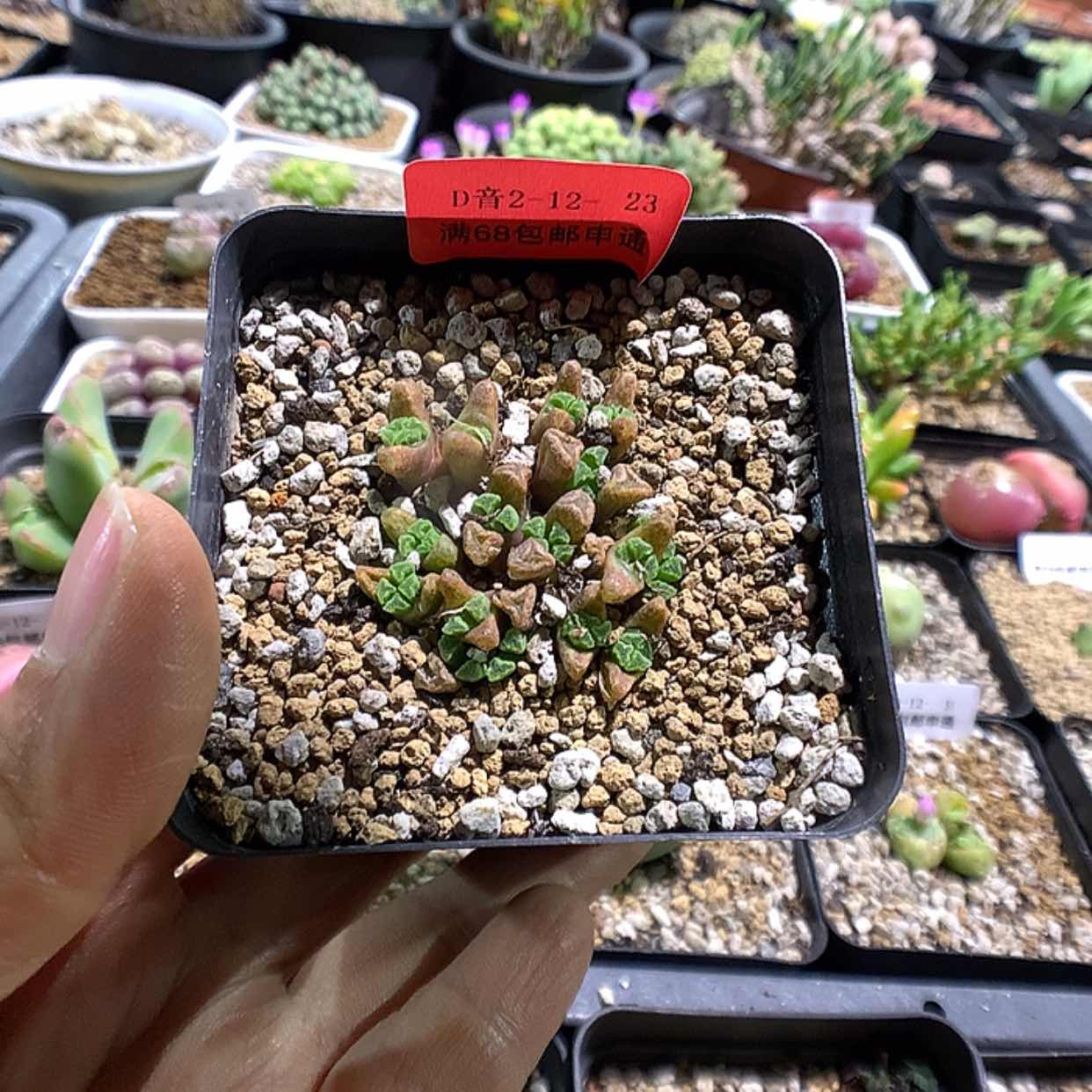 【闪购商品】2-12-23 火柴多肉一群特40