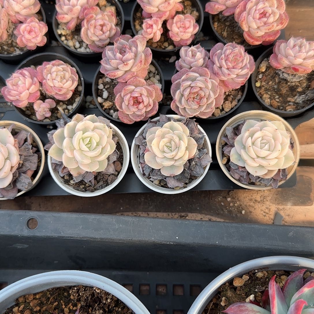 鲁氏锦单头随机发5cm盆