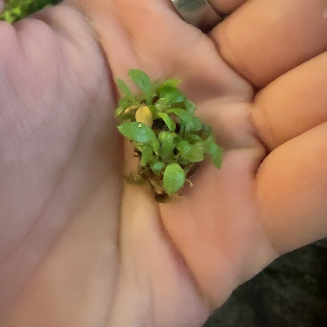 无花朵慎拍土瓶（不售后）