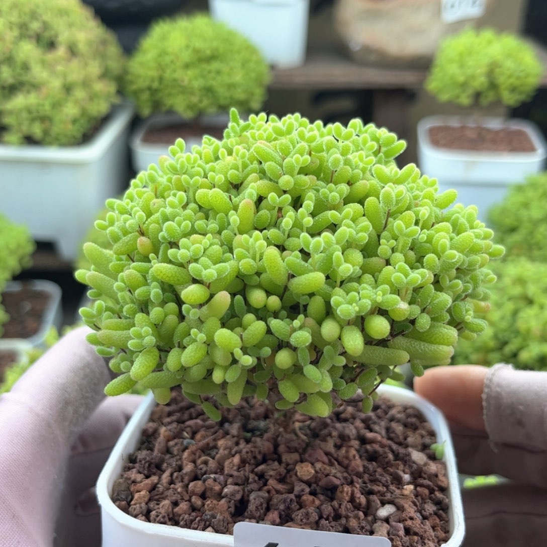 无花朵663蜜桔可爱多肉