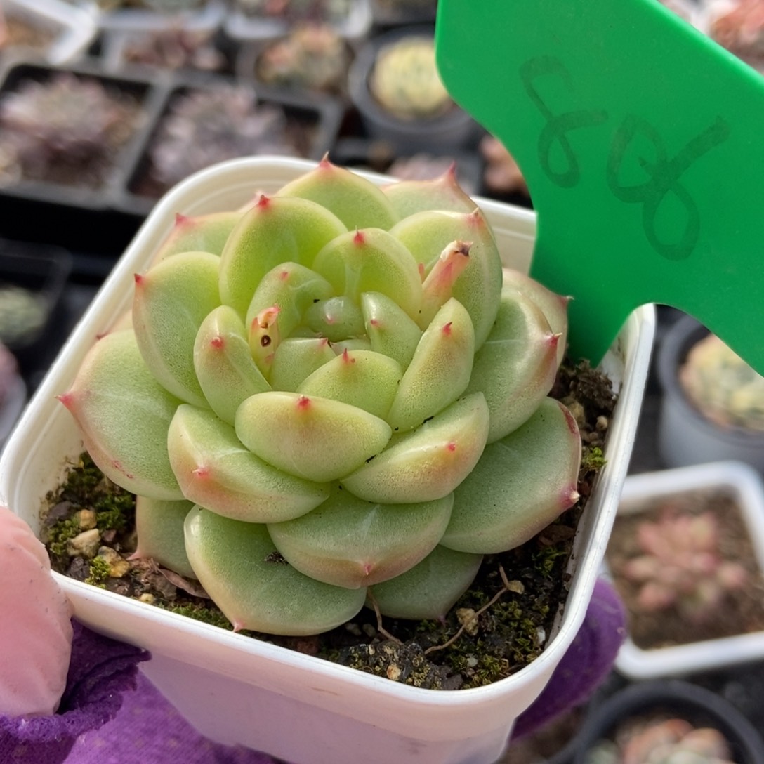 806绿钻珍unsourced多肉