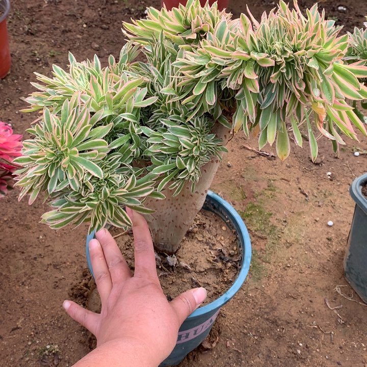 夕颜缀老桩多肉植物