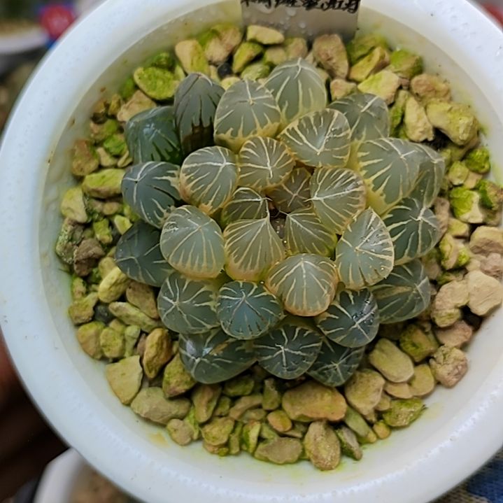 120号糊斑霓虹灯非组5.8厘米左右一物一拍带盆