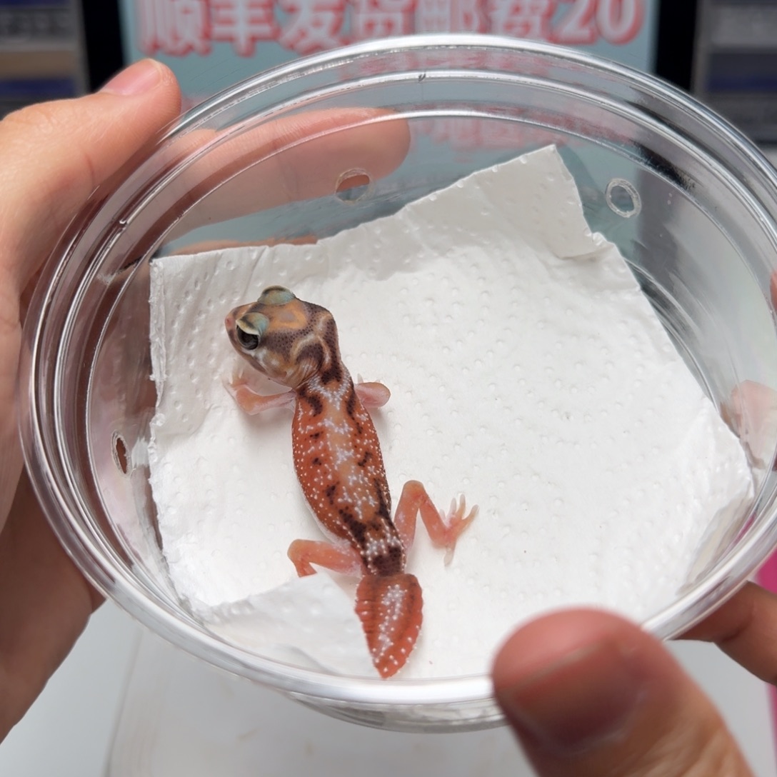 瘤尾守宫双隐妹妹nlp