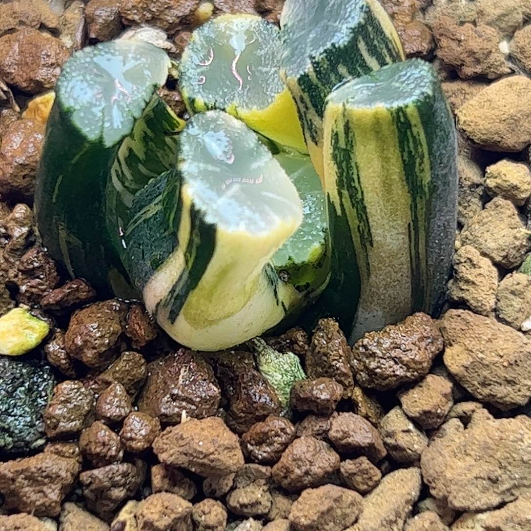 白妙实生锦十二卷多肉