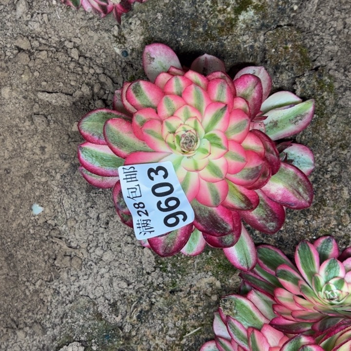 9603南荔枝多肉植物