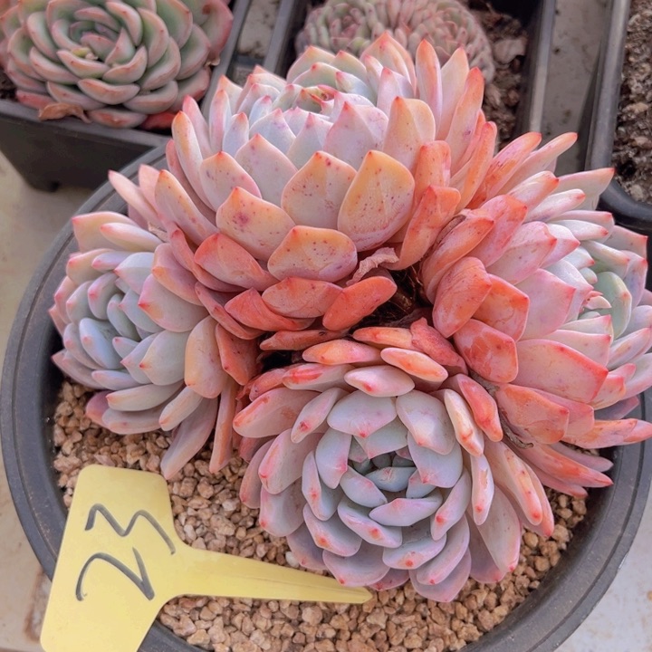 健健康康平平安安