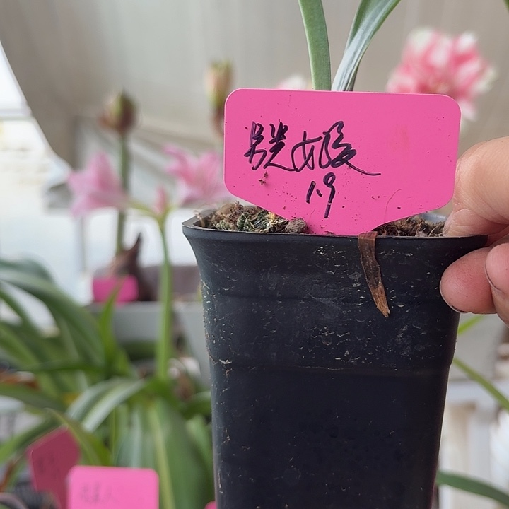 无花朵另类女孩朱顶红直径1.9