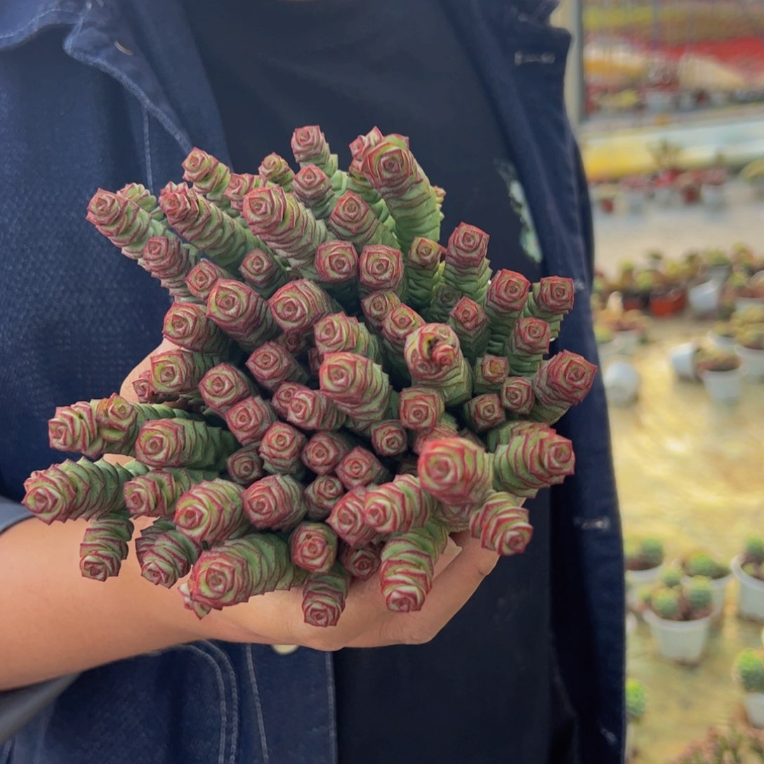 钱串散装带盆土多肉