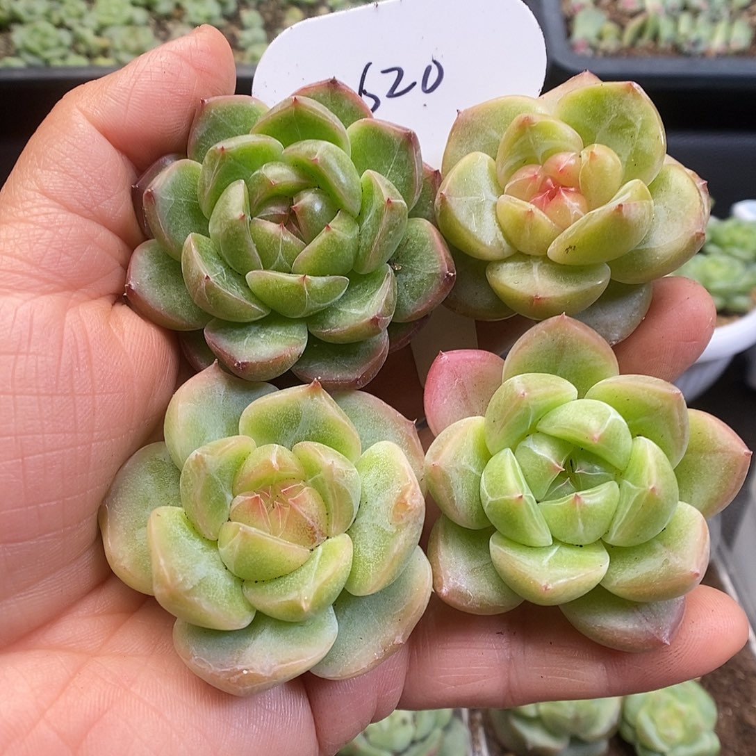 一物一拍一物一拍913-620