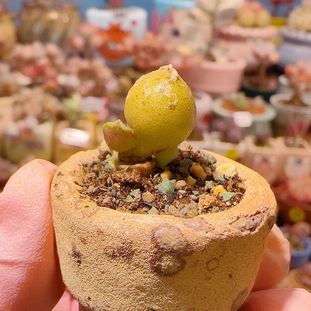 洛****T黄金海豹带侧芽盆口2.5cm