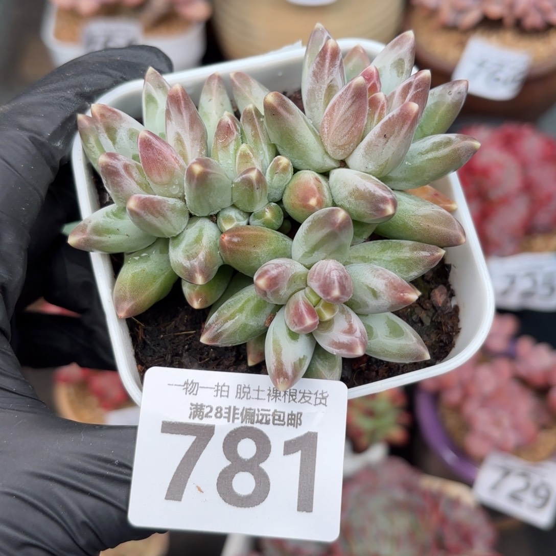 乌拉克拉无盆土发货