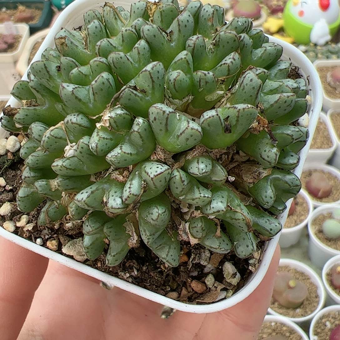 【闪购商品】369 双12福利