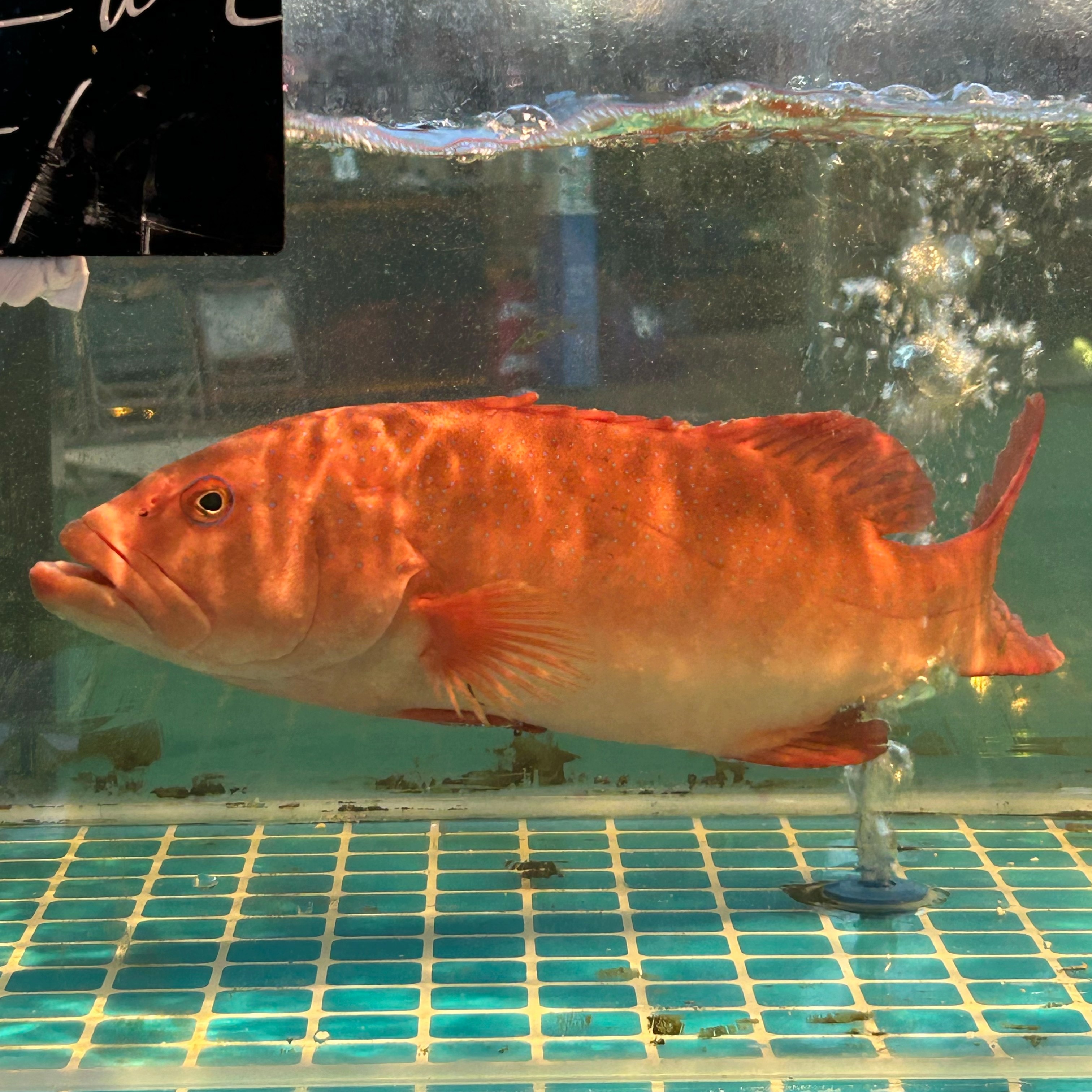 （活鲜）东星斑