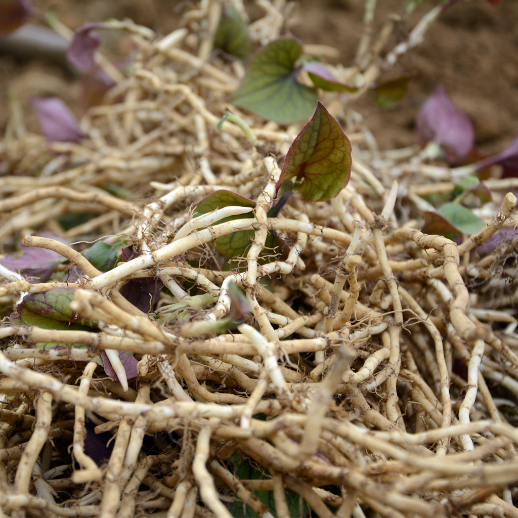 【南方】鱼腥草贵州折耳根新鲜农家种植味道好现挖不洗嫩根嫩叶带泥