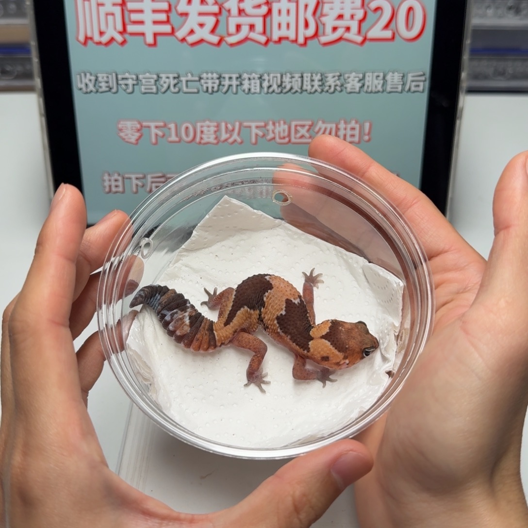 肥尾守宫祖鲁隐橘白