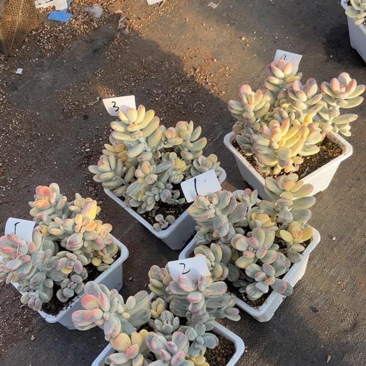 无花朵双十二159盲盒活动