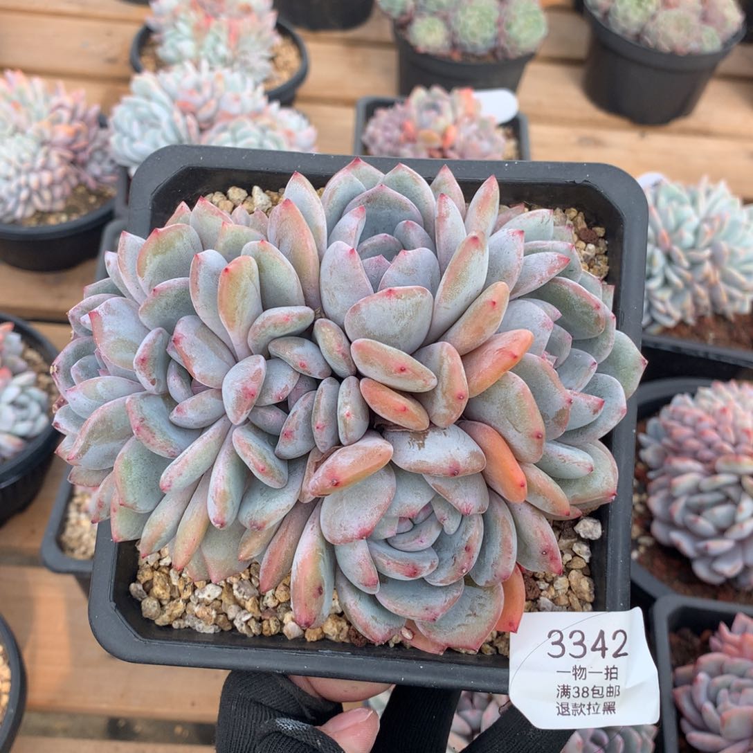 15.5厘米六头有砍星影朵朵3342