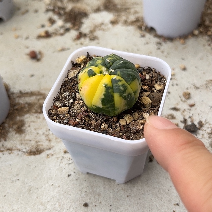 无花朵实生兜锦一物一拍