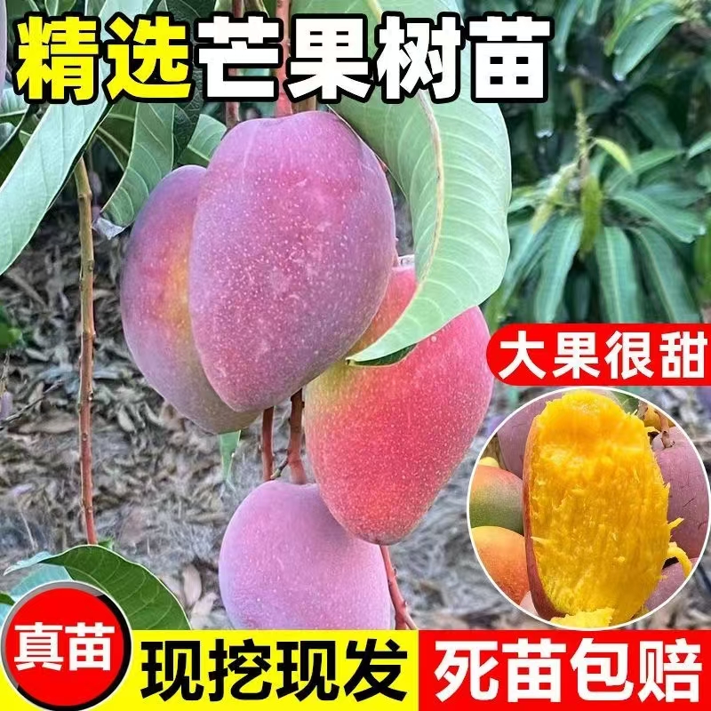 【顺丰包邮】芒果树苗金煌芒贵妃芒台农芒四季芒当年结果带土带叶  