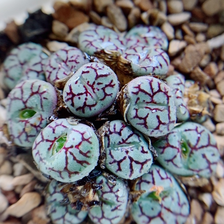 生石花花花花花花497