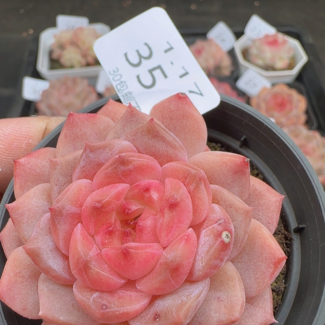 冰魄单头一颗脱土发货