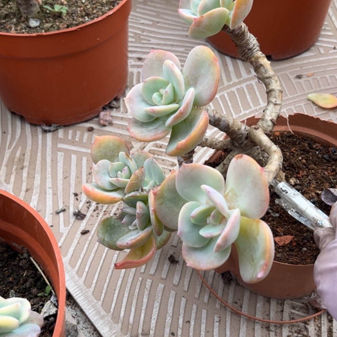 【闪购商品】无花朵小*