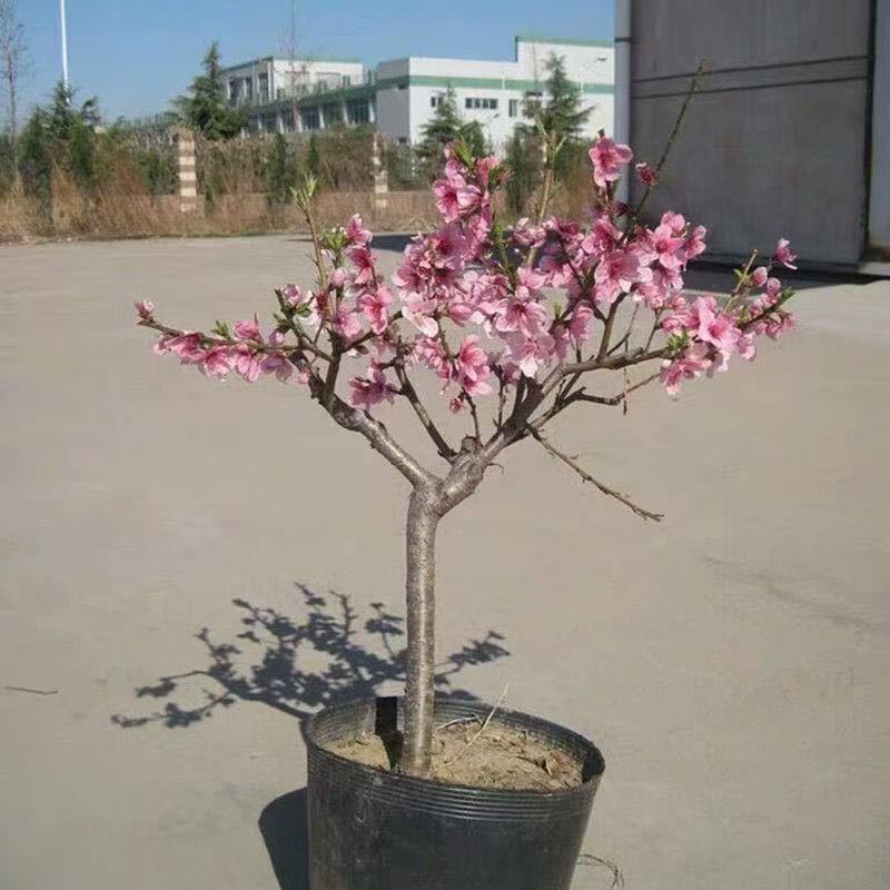 嫁接血桃树苗当年结果新品种特大早熟超甜南北方耐寒种植盆栽地栽
