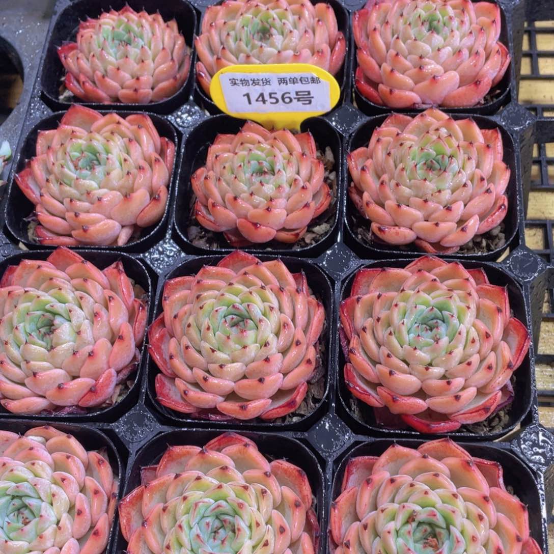 1456号 精品莲雾单头一个