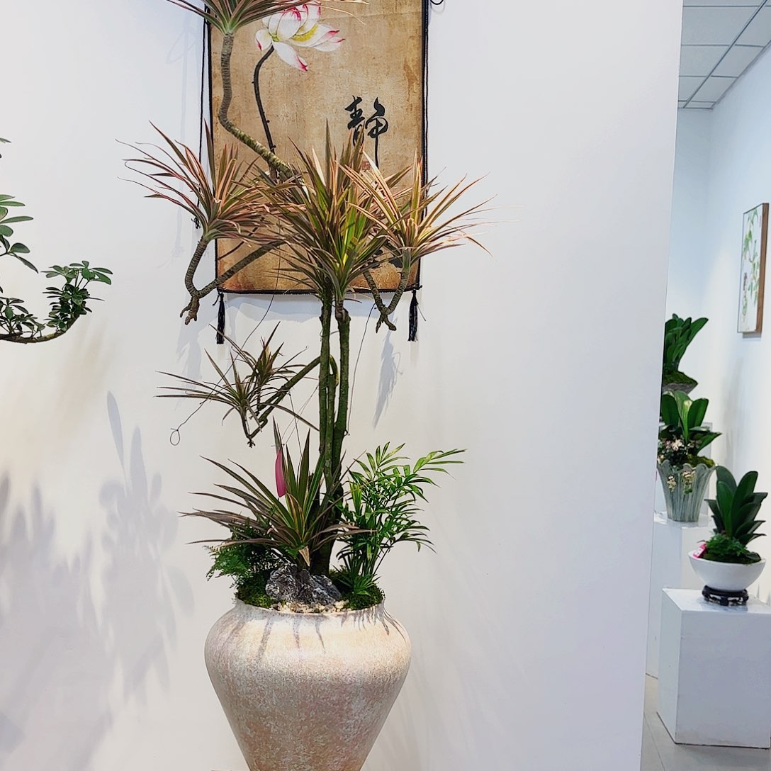 无花朵高端盆景一物一拍