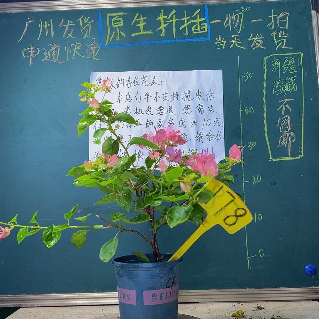 当前无花栽培后可以开花 橙粉公主 双杆 178