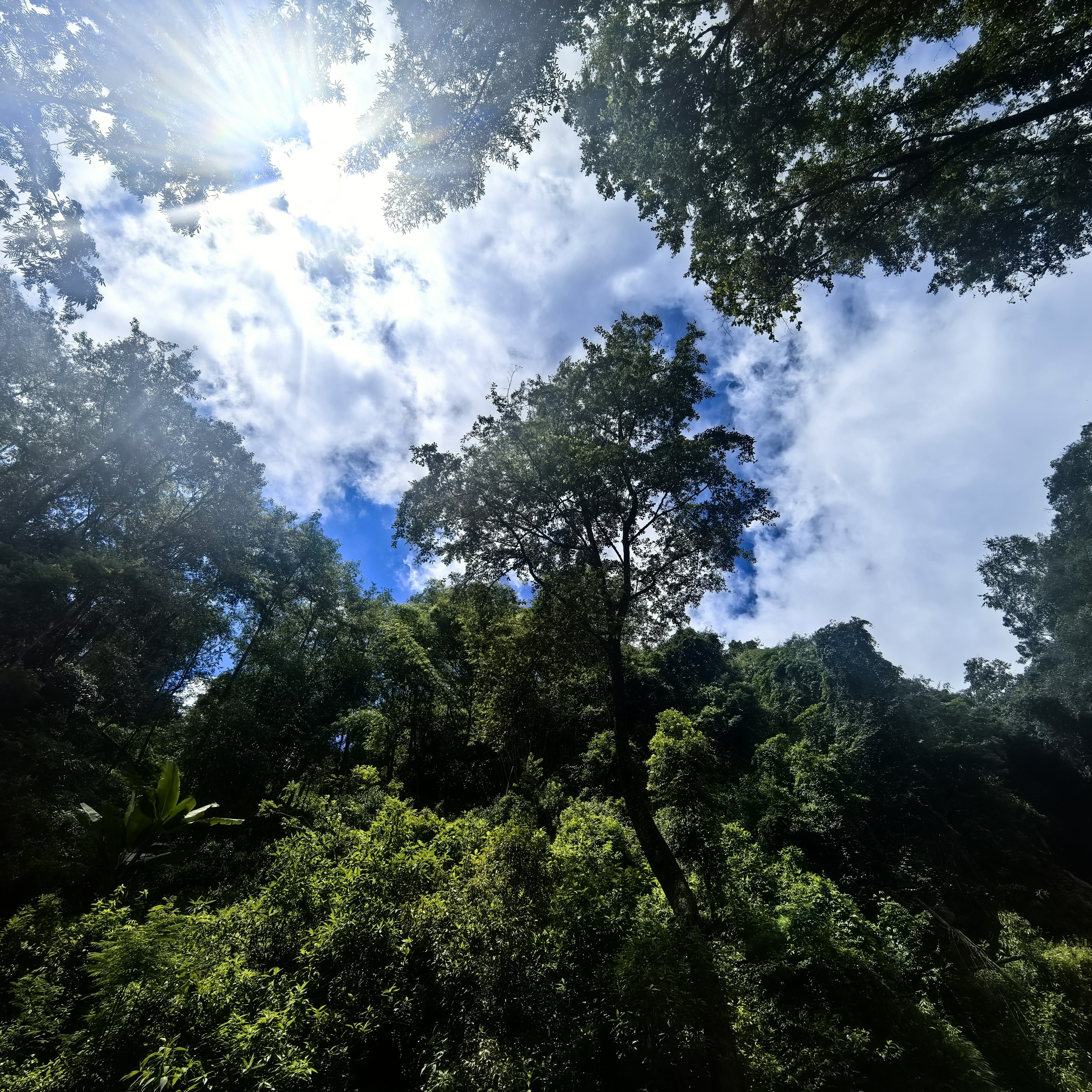 白莺山古树白茶250克