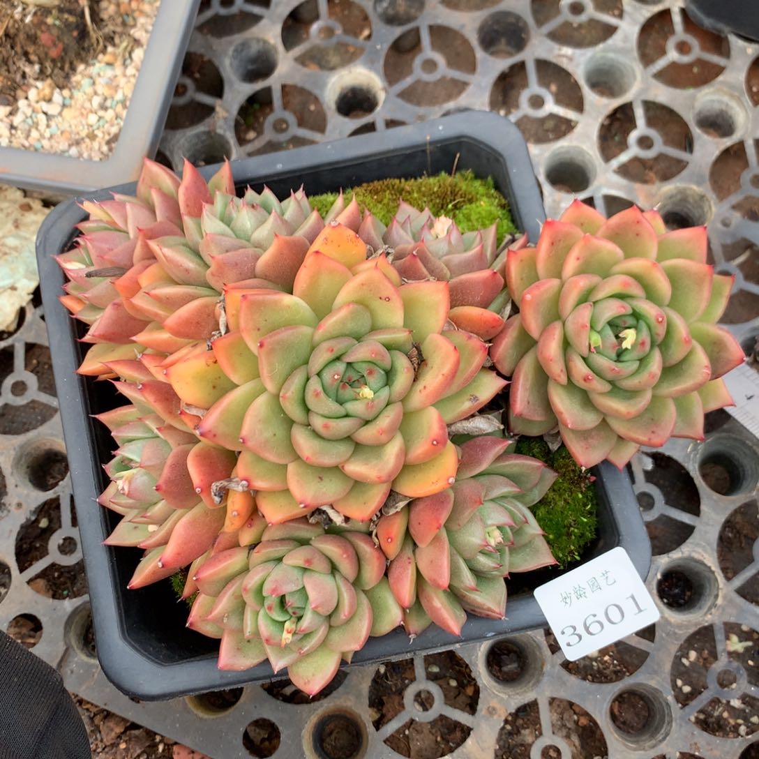 3601杂交精品基地20厘米